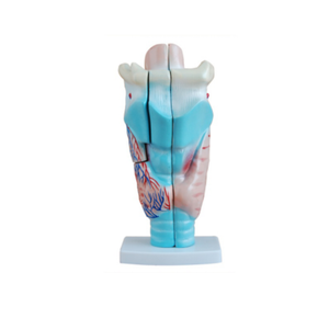 แบบจำลองกายวิภาคเสียงกรดคอดีต A1056 คุณภาพสูง สำหรับการศึกษาวิทยาศาสตร์การแพทย์ สำหรับพยาบาลเรียนรู้ - Product Image 2