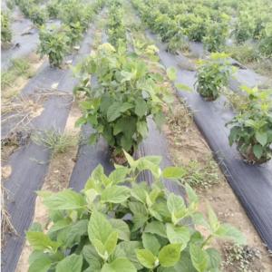 PP PE agrotextile cỏ dại rào cản vải kiểm soát Mat cảnh quan vải đàn áp tấm Tela antimaleza cubierta Para suelo - Product Image 4