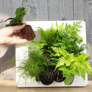 Décoration murale moderne pour la maison, pot de fleurs suspendu en plastique, décorations murales, jardinière pour plantes succulentes, pour l'intérieur - Product Image 5