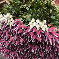 Filet de protection en mousse pour bourgeons de roses, produit en usine