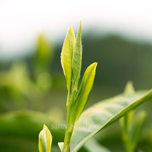 Thé noir Keemun de qualité supérieure (parfum Keemun) Thé Congou biologique Anhui Chine <span class=keywords><strong>Qi</strong></span> Men Thé rouge en feuilles - Product Image 3