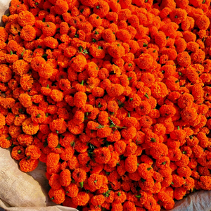 Fleurs de souci fraîchement coupées, jaune orangé, pour bouquets, guirlandes et décorations d'événements - Product Image 1
