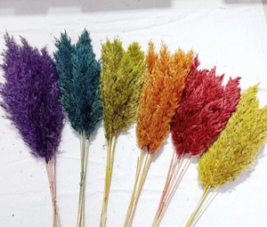 Centro de mesa de flores de boda inspirado en el estilo Ins Phragmites Communis Natural Small Reed Pampas Naturel Fluffy Dry Día de <span class=keywords><strong>la</strong></span> madre - Product Image 2