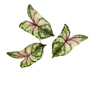 Plante Artificielle Feuille de Gourde à Trois Têtes 30cm-100cm Décoration Mariage Maison Vitrine - Product Image 5