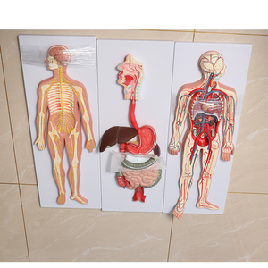 Modelo de anatomía esquelética humana de fábrica Modelo de sistema digestivo - Product Image 4