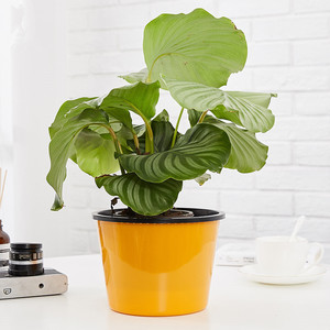 <strong>Cheap</strong> Flower Pot Plastic Self Watering Pot <strong>Planter</strong> with <strong>Extra</strong> <strong>Large</strong> Water Storage for All House Plants - Product Image 5