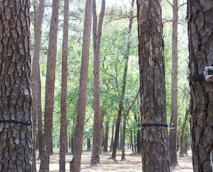 Olymbros Z3, el Mejor Sistema de Alarma Antirrobo, Seguridad para el Hogar con 1 Receptor, 1 Sensor de Movimiento PIR Exterior Resistente al Agua - Product Image 6