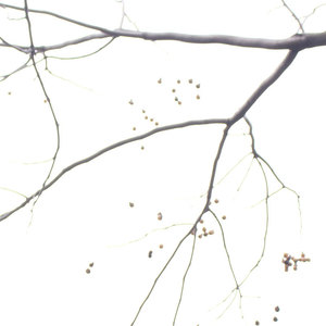 Graines de Bodhi, Baies de Savon Naturelles (Sapindus Mukorossi) 500g, Perles en Vrac, Matériau de Nettoyage Naturel, Origine Hangzhou, Printemps 2025 - Product Image 3