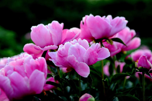 B.C.I поставка оптом OEM Натуральный китайский травянистый порошок 30% Paeoniflorin Paeonia Lactiflora экстракт - Product Image 3