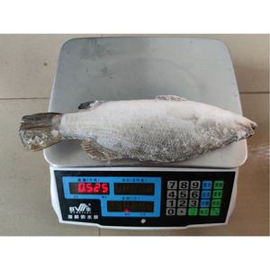 ปลากะพงแช่แข็งอาหารทะเลแช่แข็ง Iqf IWP ซัพพลายเออร์ปลาสดแช่แข็งทั้งหมดจากประเทศจีน - Product Image 3