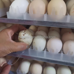 Mô hình cổ điển 1232-pcs quy mô lớn hoàn toàn tự động lồng ấp trứng tự động ấp trứng ấp trứng - Product Image 3