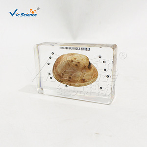 Spécimen anatomique transparent recouvert de résine d'un moule marin, avec des structures internes viscérales clairement définies ; laboratoire - Product Image 2