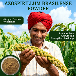 Biofertilizer 10-100billion cfu/G azospirillum brasilense bột - Product Image 3