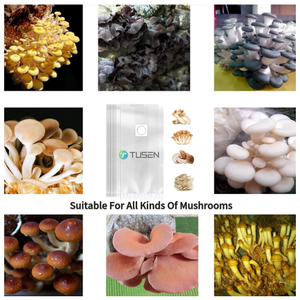 Sacs de <span class=keywords><strong>culture</strong></span> de champignons en plastique PP avec filtre autoclavable Tusen 0,2/0,5 micron pour la <span class=keywords><strong>culture</strong></span> commerciale de champignons en ferme - Product Image 6