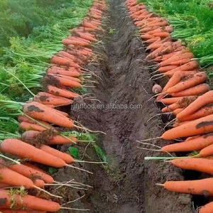 Cà rốt tươi để bán tại Việt Nam Nhà cung cấp thực phẩm tốt - Product Image 2