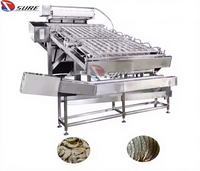 Éplucheuse de crevettes électrique de qualité alimentaire pour crevettes Vannamei-Équipement automatique de retrait de coquille et d'ouverture arrière