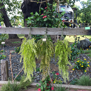 シダの壁吊り人工植物のヴァインホームと結婚式のリビングルーム装飾カラフルな枝ガーランド簡単 - Product Image 3