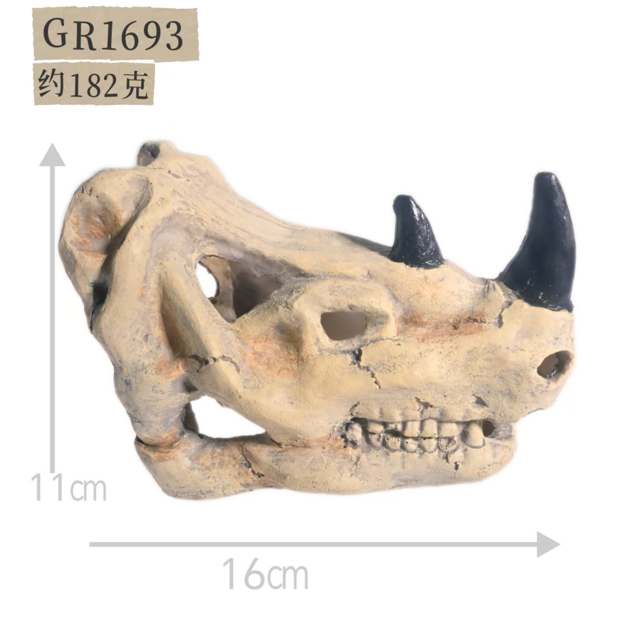 Crâne de rhinocéros gr1693-54 boîtes par carton