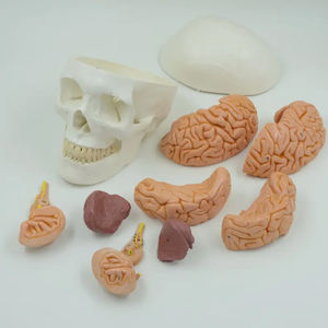 نموذج جمجمة الإنسان مع عرض طبي للمخ لجمجمة الإنسان مع 8 أجزاء من الدماغ ونموذج العمود الفقري العنقي - Product Image 2