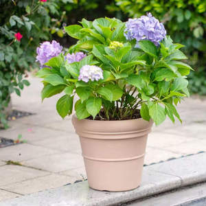 Pots de jardin d'extérieur en plastique transparents auto-arrosants pour bonsaïs <span class=keywords><strong>japonais</strong></span>, type Moka <span class=keywords><strong>Pot</strong></span>, 20 pots dorés pour usage au sol dans les centres commerciaux - Product Image 4