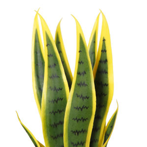 38cm plantas Bonsai artificiales <span class=keywords><strong>serpiente</strong></span> <span class=keywords><strong>planta</strong></span> Sansevieria amarillo Artificial en maceta <span class=keywords><strong>planta</strong></span> <span class=keywords><strong>de</strong></span> decoración del hogar - Product Image 3