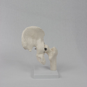 Modèle personnalisé de joint de hanche humaine naturelle, modèle d'anatomie squelettique médicale mobile avec os fémoral et iliaque pour l'orthopédie - Product Image 2