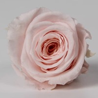 Têtes de roses éternelles en gros (5-6 cm) en vrac - Qualité supérieure pour des cadeaux de Saint-Valentin durables, des fleurs de mariage et un emballage de luxe personnalisé