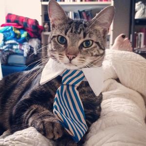 Accesorios de aseo para mascotas, para perros pequeños, gatos, <span class=keywords><strong>Collar</strong></span>, corbata, disfraz - Product Image 5