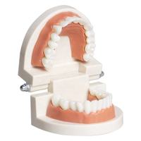 Modèle dentaire en résine injectée 28 dents, vente en gros, simulation pédagogique, petits appareils orthodontiques Yuanze YZJM-ZS89