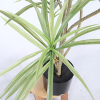 70-170cm Maison Décorative Bonsaï Artificielle Poterie Arbres En Pot Plante D'agave Artificielle