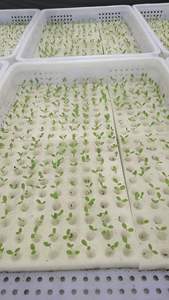 Système hydroponique Nft agriculture hydroponique éponge de croissance mousse éponge hydroponique graine de sol - Product Image 6