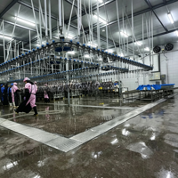 Équipement de boucherie avicole suspendu en hauteur, ligne de traitement continue pour poulets, canards et oies, pour abattoir