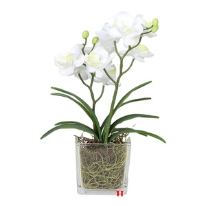 2025 NOUVELLE USINE DE PHALAENOPSIS /CYMBIDIUM ARTIFICIELLE EN POT DE VERRE - Product Image 1