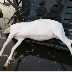 Attrezzatura per Macellazione e Lavorazione di Pecore Intere, Macchina Idraulica per Depilazione, Modellatore per Capre - Product Image 6