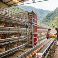 Cage à poulets d'occasion économique et stable, cage à poulets robuste, poulailler imperméable pour l'équipement agricole