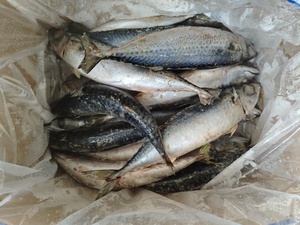 حبار مجمد من جنوب المحيط الهادئ 500-700 جرام كامل الحجم بمعايير تجارية - Product Image 5