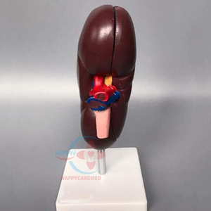 Modèle pédagogique de l'anatomie du rein humain HC-S266, structure rénale - Product Image 4