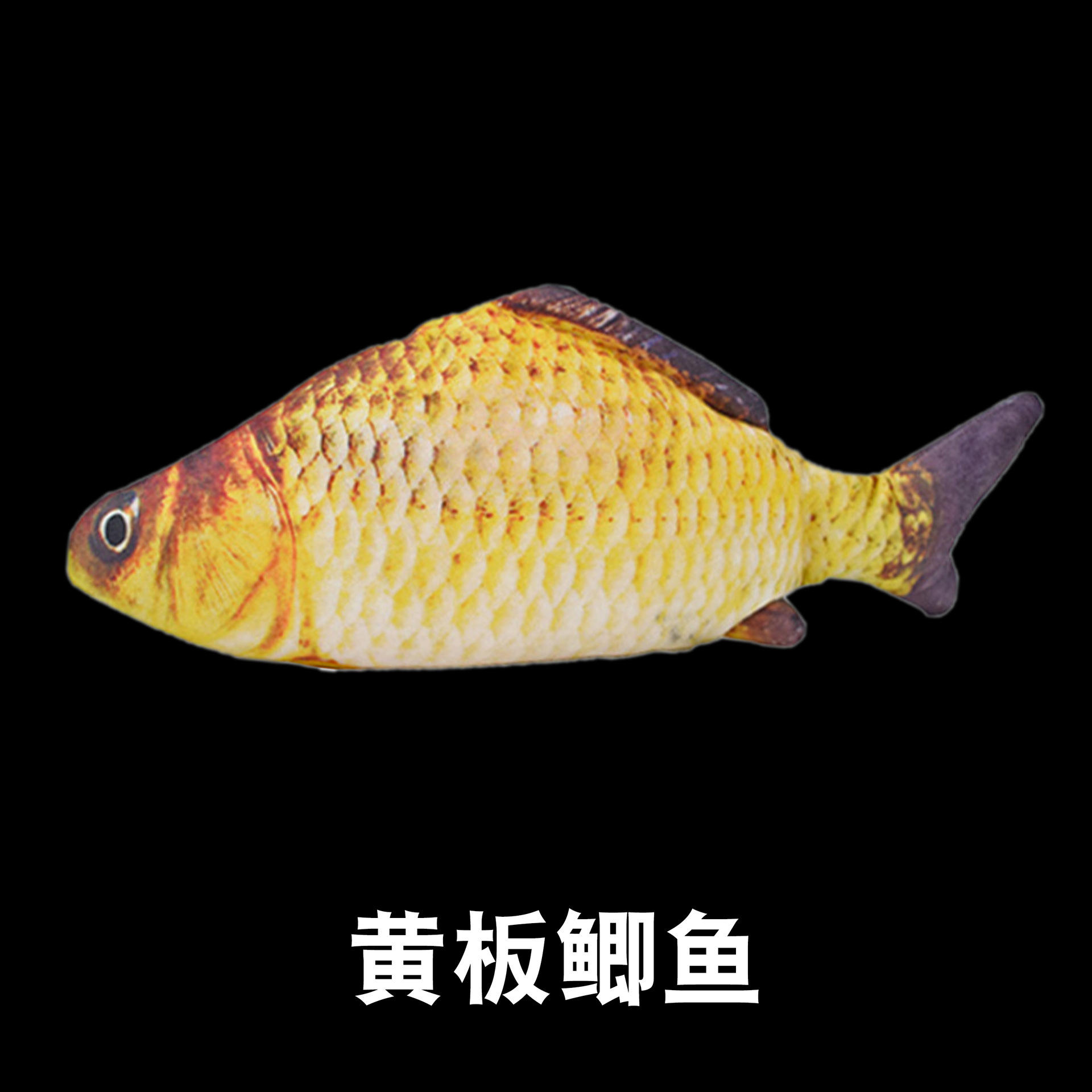 Carassius auratus
