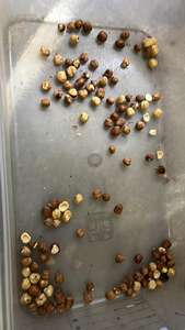 Clasificador <span class=keywords><strong>de</strong></span> ajos tipo cinturón <span class=keywords><strong>de</strong></span> México, Máquina Inteligente CCD para clasificar ajos, multiusos y Asistencia remota - Product Image 6