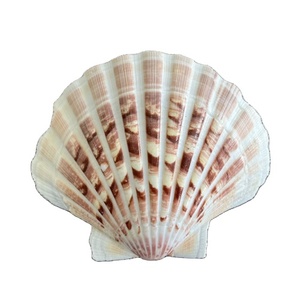 Venta súper caliente de Vietnam Artesanía natural estándar de alta exportación Muchos tamaños Concha de vieira Cuerno Decoraciones Precios competitivos - Product Image 1