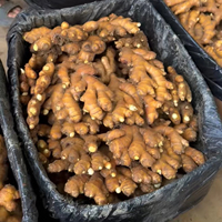 Gingembre frais de grande taille 300g+ de haute qualité du Yunnan, provenant directement de l'usine chinoise, approvisionnement stable en gros