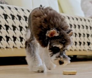 Camilan Anjing Kering, Beli Grosir, Label Pribadi, Ramah Lambung, Ayam Bebek, Makanan Anjing Premium, Beku Kering, Dimasak - Product Image 6