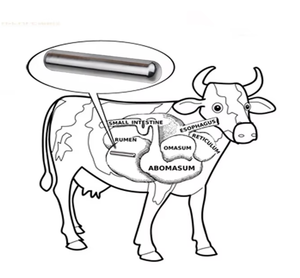 Imán Ruminal para Ganado, Jaula Magnética Resistente para Granjas de Vacas, Se Coloca en el Estómago de la Vaca, Recolector de Hierro - Product Image 6