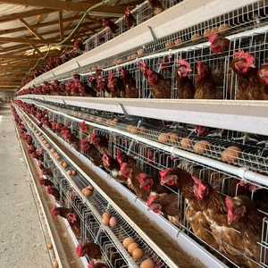กรงเลี้ยงไก่แบบใหม่ 3/4 ชั้น แข็งแรง ทนทาน ผลิตจากเหล็กชุบสังกะสีแบบจุ่มร้อน อุปกรณ์ฟาร์มใช้งานง่าย - Product Image 3