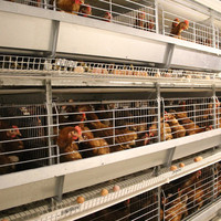 Les cages à poules de type H de haute qualité sont robustes et durables.