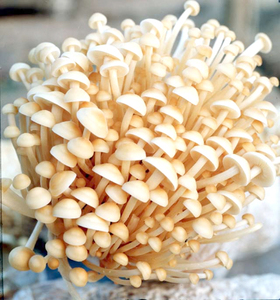 ที่มีคุณภาพสูงราคาต่ำเข็ม <span class=keywords><strong>Enoki</strong></span> สารสกัดจากเห็ด Flammulina Velutiper สารสกัดจาก - Product Image 2