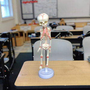 Esqueleto <span class=keywords><strong>de</strong></span> feto <span class=keywords><strong>de</strong></span> <span class=keywords><strong>30</strong></span> <span class=keywords><strong>semanas</strong></span> <span class=keywords><strong>de</strong></span> edad, modelo <span class=keywords><strong>de</strong></span> esqueleto Mini, modelo <span class=keywords><strong>de</strong></span> esqueleto <span class=keywords><strong>de</strong></span> plástico - Product Image 5