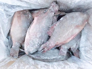 Gefrorener Lebender Fisch Tilapia Großhandel Gefrorener Ganzer Runder Schwarzer Tilapia-Fisch - Product Image 3