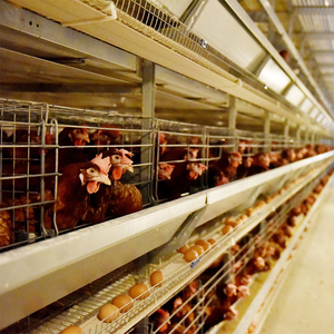 Kenya élevage de volailles ferme pondeuse d'oeufs poulailler nouvel état cage de batterie <span class=keywords><strong>en</strong></span> maille d'acier pour 5000 oiseaux économie de travail - Product Image 1