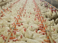 Équipement de ferme avicole bon marché Ensemble complet d'équipement pour poulets de chair avec système de contrôle de l'environnement pour poulailler